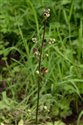 Scrophularia auriculata