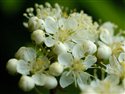 Sorbus aucuparia