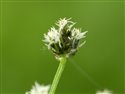 Scirpus sylvaticus