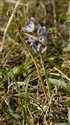 Scilla autumnalis