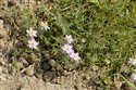 Spergularia rupicola