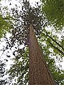Sequoiadendron giganteum
