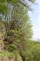 View full size