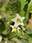 The Nightshade family, Solanaceae, Solanum nitidibaccatum