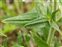 Leaf, Silene noctiflora