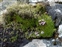 Habitat, Silene acaulis