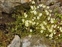 Plant, Saxifraga hypnoides