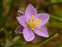 Purple flowers, Spergularia rubra
