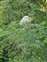 Flowering plants excl. Grasses, sedges and rushes., Sambucus canadensis