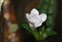 White flowers, Strobilanthes reptans