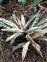 The Arrowroot family, Marantaceae, Stromanthe thalia