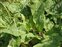 Plant, Salvia pratensis