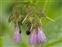 Pale blue flowers, Symphytum x uplandicum