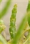 Inflorescence, Salicornia dolichostachya