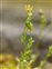 Plant, Sagina filicaulis