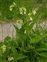 Plant, Symphytum officinale