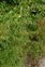 Plant, Sison amomum
