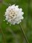 White flowers, Succisa pratensis