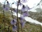 The Primrose family, Primulaceae, Soldanella alpina