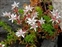White flowers, Sedum anglicum
