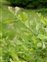 Leaf, Salix aurita