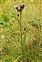 The Daisy family, Asteraceae, Serratula tinctoria