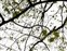 Leaf, Sorbus torminalis