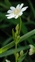 White flowers, Stellaria holostea