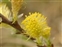 Anther, Salix repens