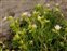 Purple flowers, Spergularia media