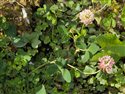Trifolium hybridum