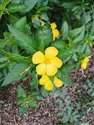 Yellow Alder (guest image)