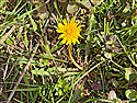 Taraxacum luteum