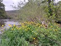 Trollius europaeus