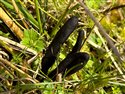 Velvety Black Earth Tongue