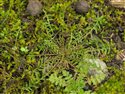 Taraxacum falcatum