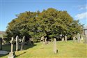 Taxus baccata