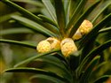 Taxus baccata