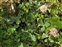 Plant, Trifolium hybridum