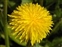 Flowering plants excl. Grasses, sedges and rushes., Taraxacum Section Ruderalia