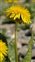 Flowering plants excl. Grasses, sedges and rushes., Taraxacum Section Ruderalia