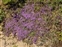 Habitat, Thymus drucei