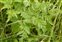 Leaf, Torilis japonica