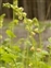 The Saxifrage family, Saxifragaceae, Tellima grandiflora
