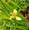The Iris family, Iridaceae, Trimezia martinicensis