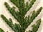 The Juniper family, Cupressaceae, Thuja plicata