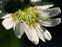 Phyllaries, Tripleurospermum maritimum