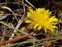 Inflorescence, Taraxacum palustre