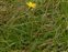 Yellow flowers, Taraxacum britannicum