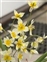 Flowering plants excl. Grasses, sedges and rushes., Tulipa turkestanica